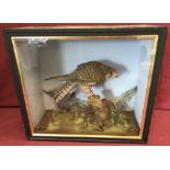 A vintage cased taxidermy of a kestrel sitting on a post surrounded by foliage.