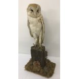 A vintage taxidermy of a barn owl sitting on a wooden post.