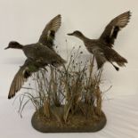A taxidermy display of 2 ducks, male and female, in flight. On wooden stand with varying grass and