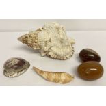 A large conch shell together with a carved shell, a carved coral fish and 2 agate eggs.
