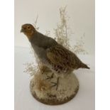 A taxidermy of a wild partridge on a wooden stand with varying grass decoration.