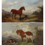 A Hoy (early 20th Century) Highland pony with foal at foot and rough collie on watch in a