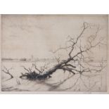 Martin Hardie (1875-1952), Fallen tree, pencil signed, 29cm x 21cm