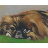 Sibel Moyes, pekingese dog, oil on bard signed verso, housed in a cream painted frame, the oil 23.