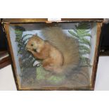 Cased taxidermy squirrel, with a hazel nut in the mouth