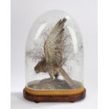 Taxidermy sparrow hawk, with wings raised and beak open, housed under a glazed dome and mahogany