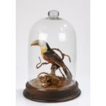 Victorian taxidermy study of a Toucan, modelled on a branch, housed under a glass dome with plinth