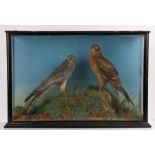 Cased taxidermy study depicting two birds of prey, a male and female harrier, 74cm x 50cm