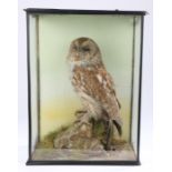 Victorian taxidermy study of a Tawny owl, modelled on a rocky outcrop and housed in a glazed