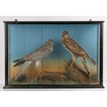 Cased taxidermy study depicting two birds of pray, a Common Buzzard and a Harrier Hawk, the glazed