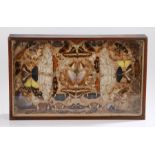 Victorian display box of Butterflies and moths, housed within a glazed mahogany case 62cm diameter