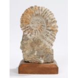 Ammonite fossil, mounted on a stand, 15cm high