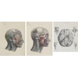Two 19th Century German anatomical engravings depicting the human head, titled "Tabula nona" and "