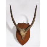 Mounted antelope horns, on an oak shield, 78cm high