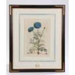 Abraham Munting 17th Century hand coloured copper engraving, "Flos Africanus flore pleno