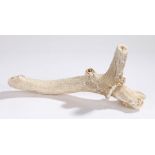 Neolithic Antler pick, found at Grimes Graves Norfolk, circa 1966, 39cm long