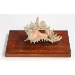 Presentation shell, the shell mounted to a board with the text May 21st 1947, Presented by Queen