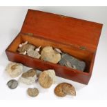 Collectors box of natural history, to include fossils specimens, ammonites, etc, (qty)