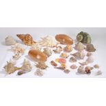 Collection of shells, various sizes and types, (qty)