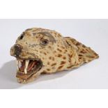 Victorian taxidermy leopards head, (Panthera pardus) with mouth open, 20cm wide