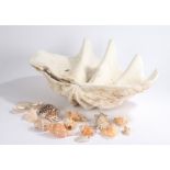 Giant clam (Tridacna Gigas) shell, 66.5cm wide, collection of sea shells (qty)