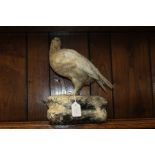 Taxidermy study of a grouse modelled on a rock effect base