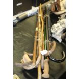 Collection of walking sticks and an umbrella (qty)