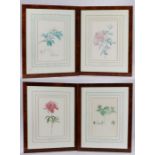 Four limited edition Natural History Museum botanical prints, each numbered verso 600/5000, housed