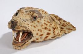 Victorian taxidermy leopards head, (Panthera pardus) with mouth open, 20cm wide