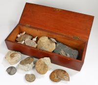 Collectors box of natural history, to include fossils specimens, ammonites, etc, (qty)