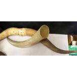 Pair of mounted cow horns, single cow horn (2)