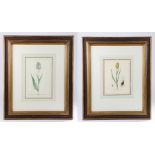 Pair of 18th Century Dutch school pictures, Tulipa Sylvestris 377 and La Germaine, 21cm x 29cm, (2)