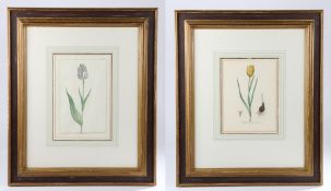 Pair of 18th Century Dutch school pictures, Tulipa Sylvestris 377 and La Germaine, 21cm x 29cm, (2)