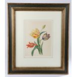 18th Century Dutch school, Tulips, unsigned watercolour, 25cm x 34cm