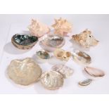 Sea shells to include conch etc. (qty)