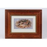 Morris J Pledger (B1955), woodcock, signed watercolour, housed in a stained pine and glazed frame,