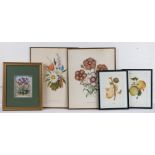 Four botanical prints depicting apples, pears and flowers, raised floral picture (5)