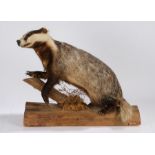 Taxidermy study of a badger, modelled on a log with one paw raised, 63cm wide, 50cm high