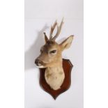 20th Century taxidermy study of a roe buck, modelled with head turning right, on a shield mount,