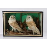 Cased taxidermy study depicting two barn owls in a naturalistic setting, 57cm wide, 36cm high