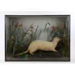 Late Victorian cased taxidermy Albino Otter, the otter standing on a naturalistic base with