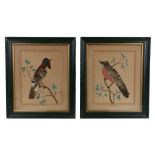 Pair of 19th Century feathered bird pictures, a Capirote and a Guilote, 17cm x 22cm, (2)