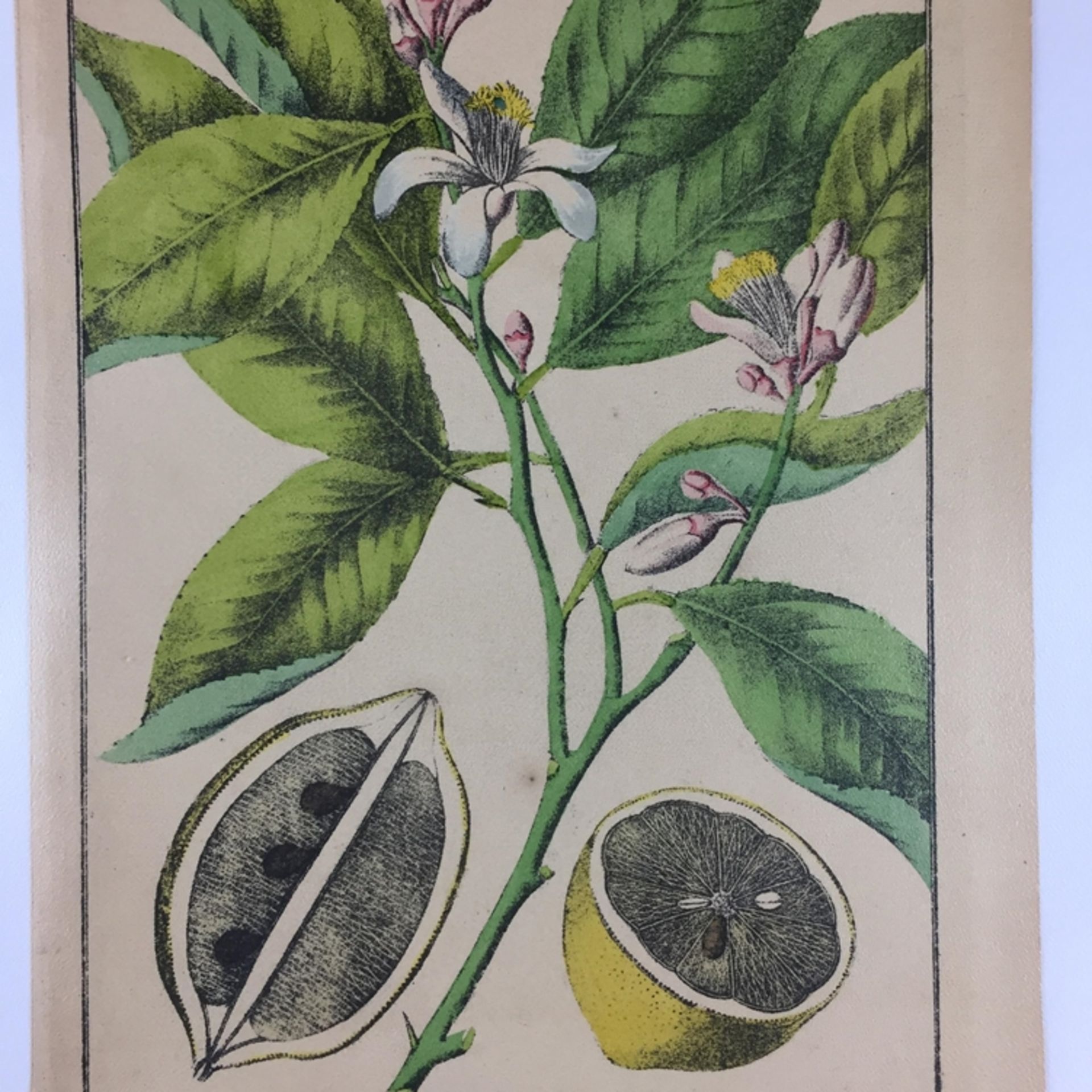 Konvolut Pflanzen- und Vogel-Studien - 19.Jh., 20-tlg., 12 Lithografien (u.a. 3 Blätter von G. - Bild 4 aus 9