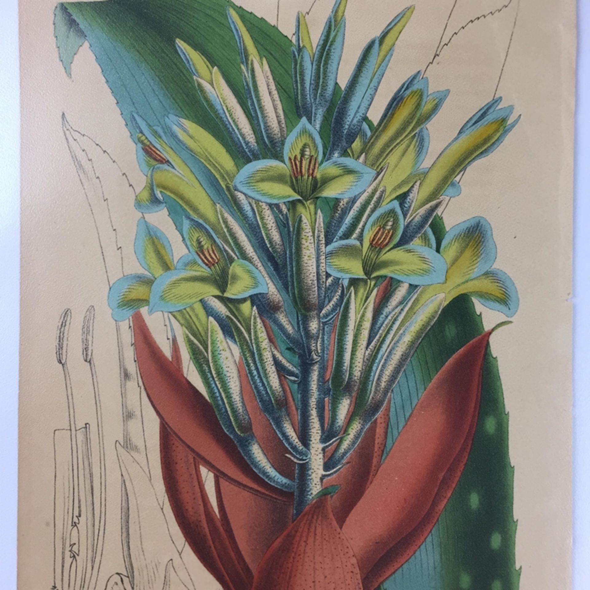 Konvolut Pflanzen- und Vogel-Studien - 19.Jh., 20-tlg., 12 Lithografien (u.a. 3 Blätter von G. - Bild 6 aus 9
