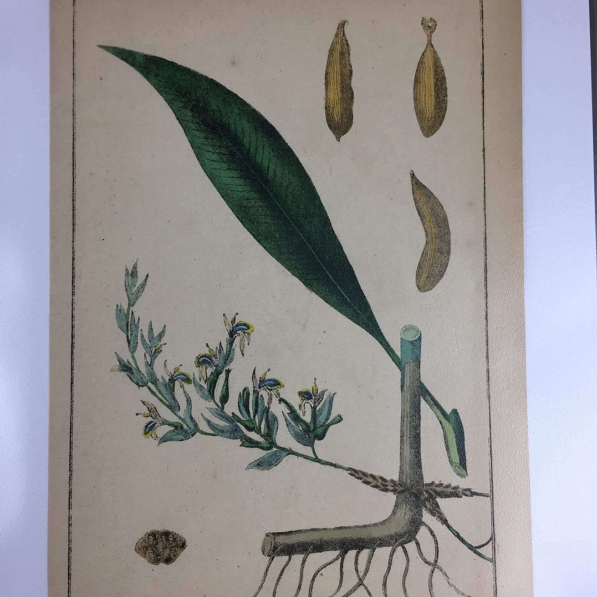 Konvolut Pflanzen- und Vogel-Studien - 19.Jh., 20-tlg., 12 Lithografien (u.a. 3 Blätter von G. - Bild 2 aus 9