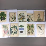 Konvolut Pflanzen- und Vogel-Studien - 19.Jh., 20-tlg., 12 Lithografien (u.a. 3 Blätter von G.