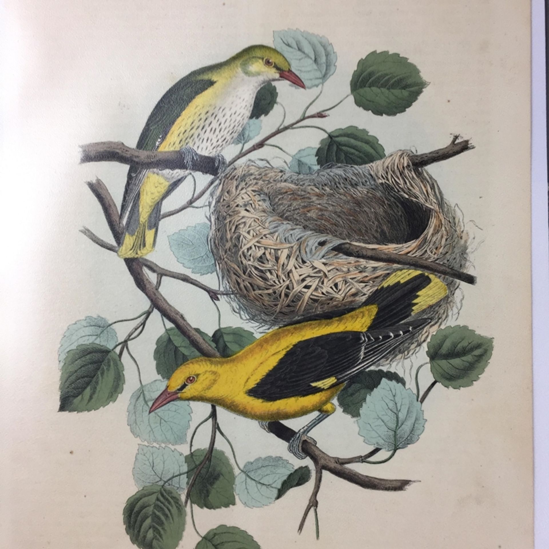 Konvolut Pflanzen- und Vogel-Studien - 19.Jh., 20-tlg., 12 Lithografien (u.a. 3 Blätter von G. - Bild 8 aus 9