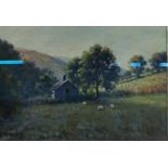 CHARLES MCAULEY - OIL ON BOARD - SHEEP GRAZING 16.5' X 11.5'