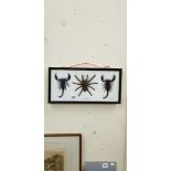 FRAMED TAXIDERMY