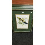 QUANTITY OF BIRD PRINTS FRAMED